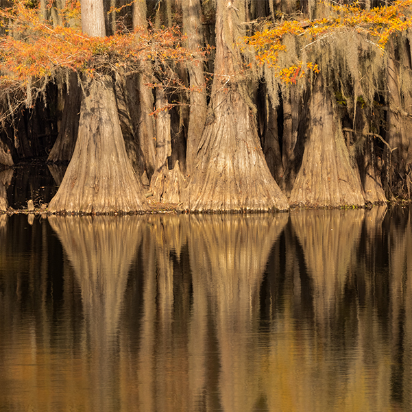 Caddo Lake Cypress Swamps Adam Jones Photography