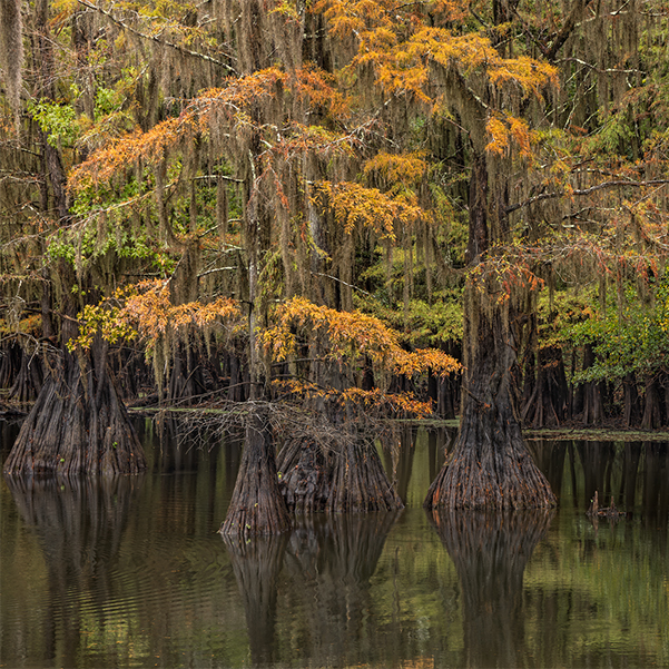 CADDO LAKE CYPRESS SWAMPS – Adam Jones Photography