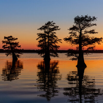 CADDO LAKE CYPRESS SWAMPS – Adam Jones Photography